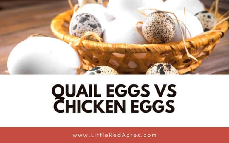 Quail Eggs vs Chicken Eggs