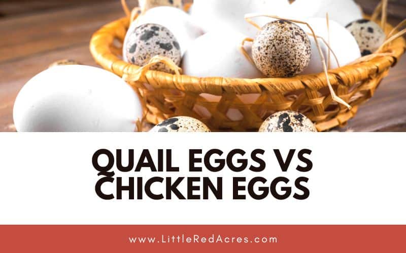 chicken eggs and quail eggs in a basket with quail and chicken eggs text overlay
