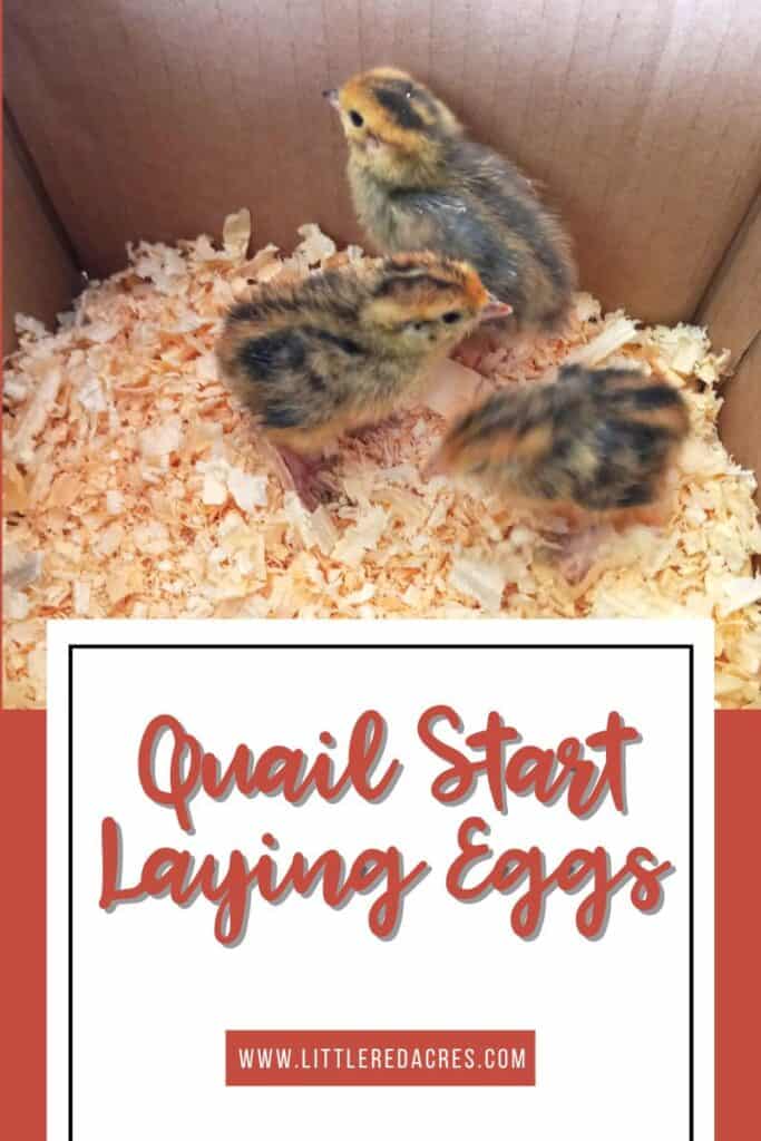 3 young coturnix quail in a box with Quail Start Laying Eggs text overlay
