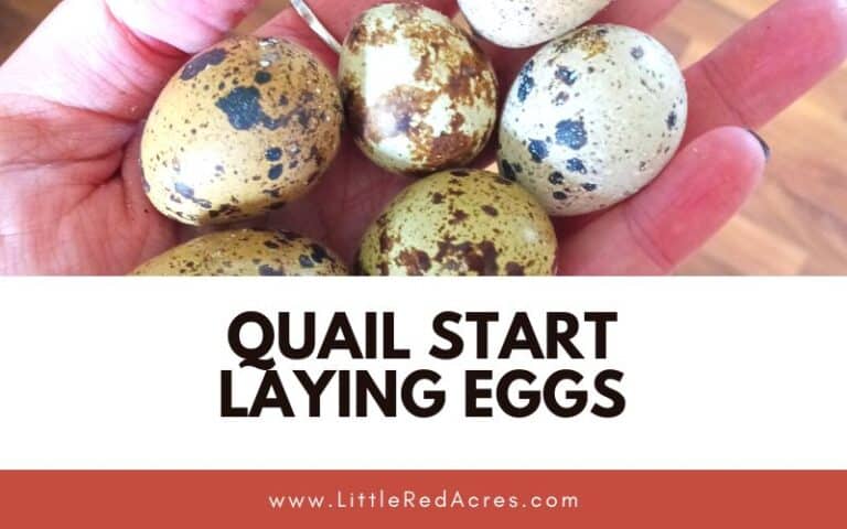 Quail Start Laying Eggs