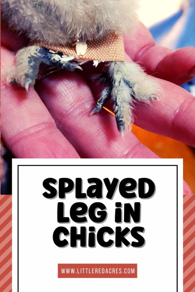 hick with splinted legs with splayed leg in chicks text overlay