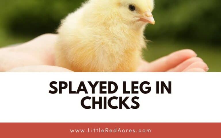 Splayed Leg in Chicks