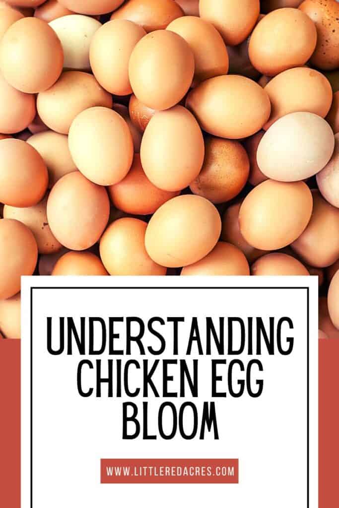 image of eggs with Understanding Chicken Egg Bloom text overlay