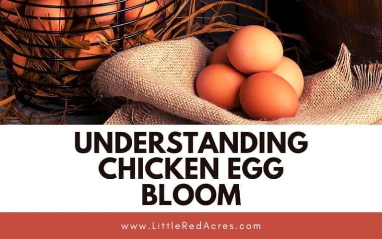Understanding Chicken Egg Bloom