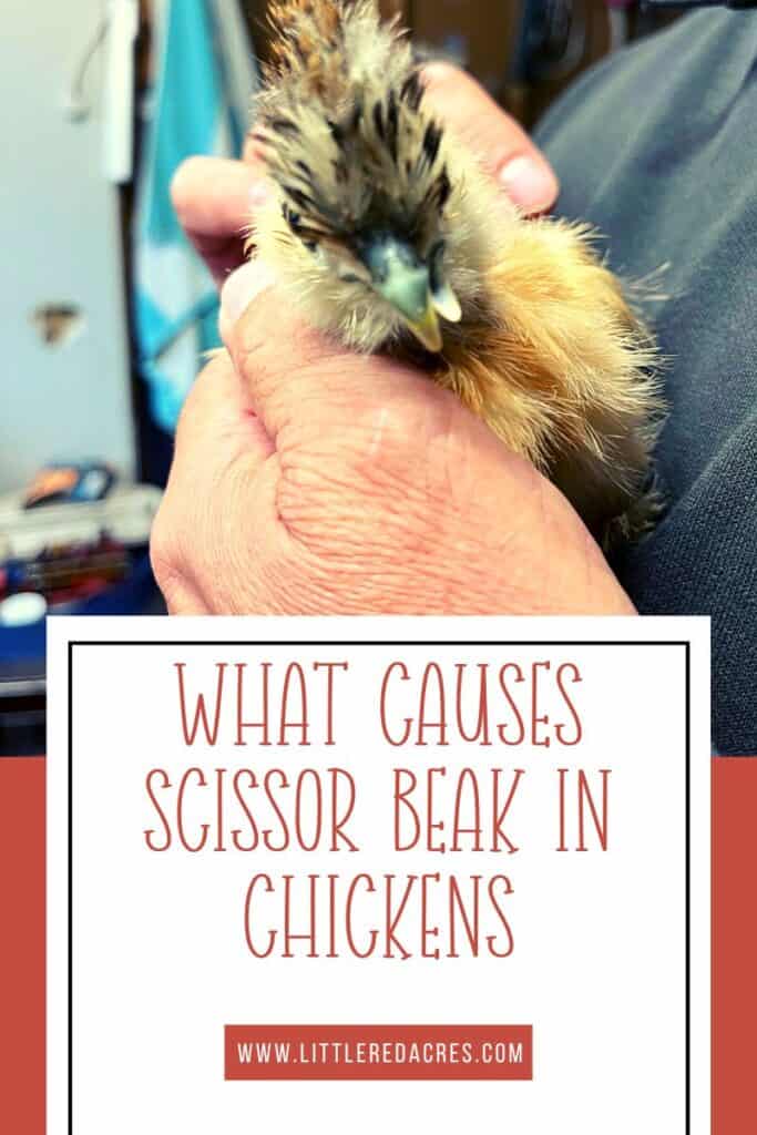 chick with scissor beak with What Causes Scissor Beak in Chickens text overlay