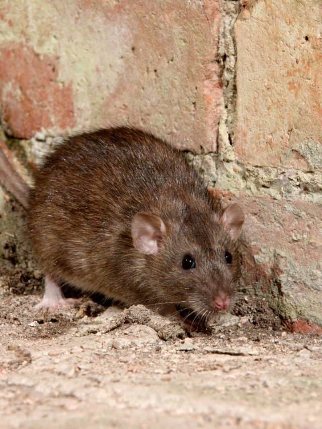 rat on homestead