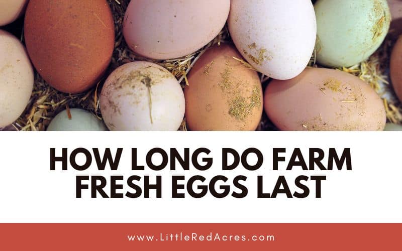 pile of eggs with How Long Do Farm Fresh Eggs Last text overlay