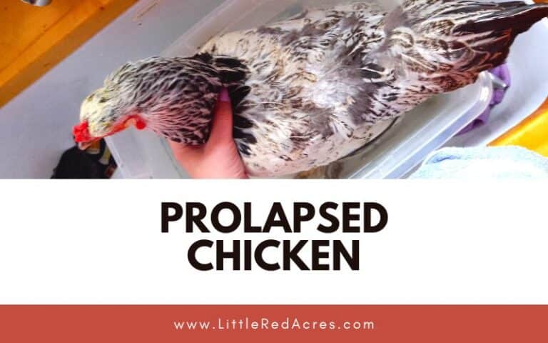 Prolapsed Chicken Wasn’t on the Schedule