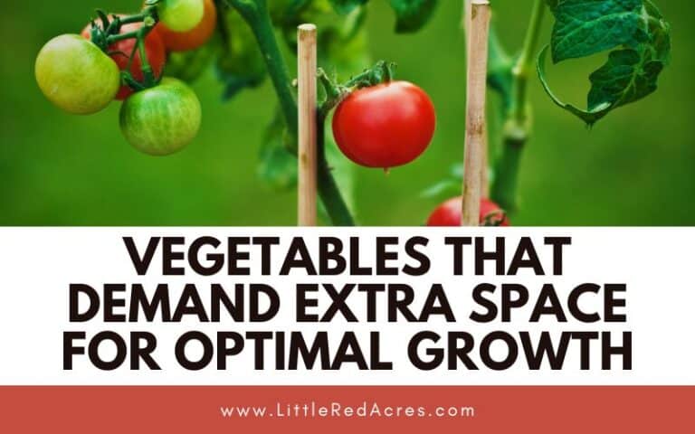 6 Vegetables That Require Space to Grow