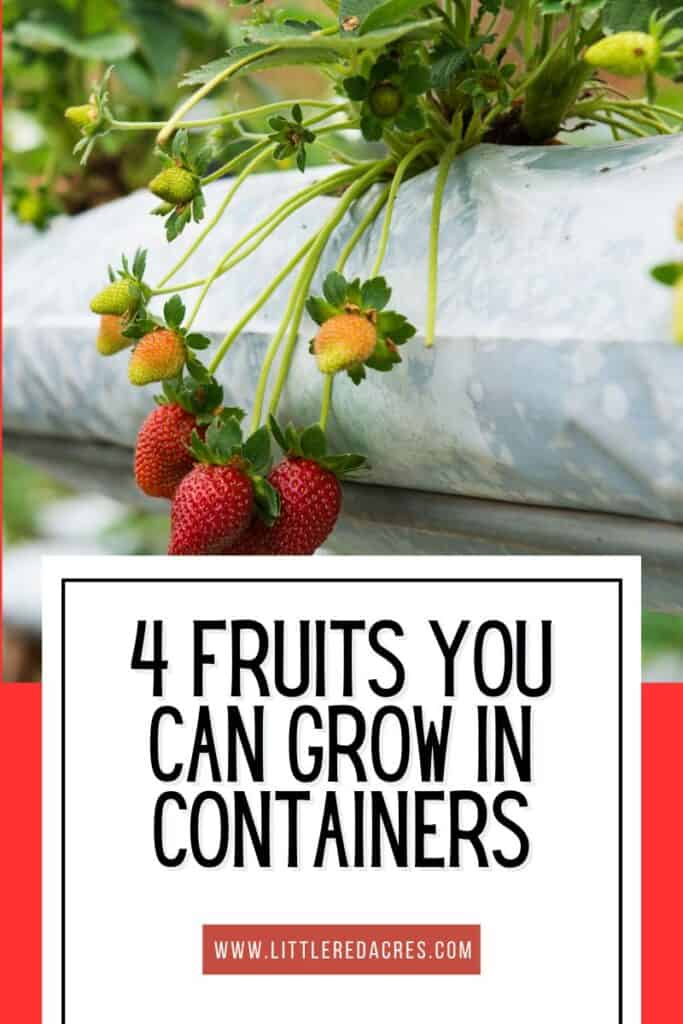strawberry plants in planter with 4 Fruits You Can Grow in Containers text overlay