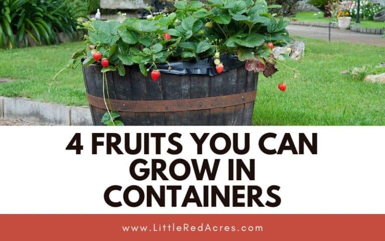 Growing Fruits in Containers – 4 Great Options