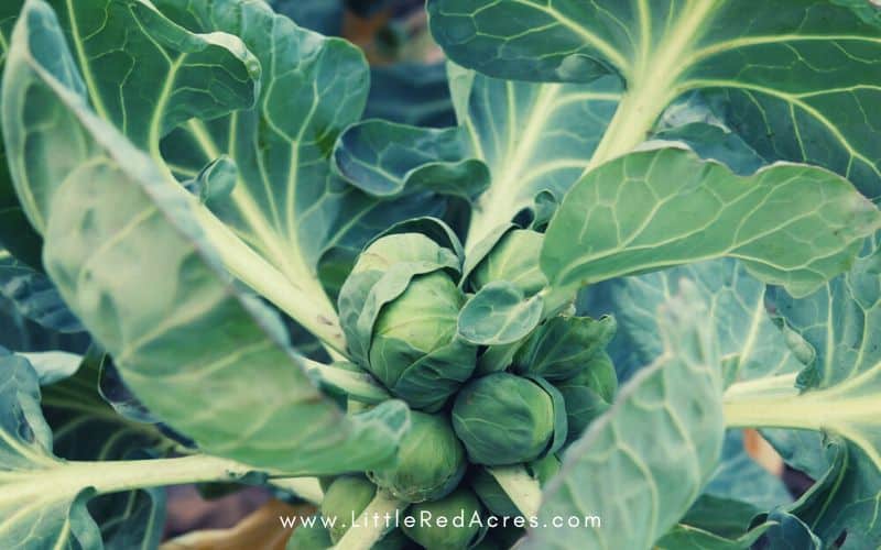 Brussel sprout plant