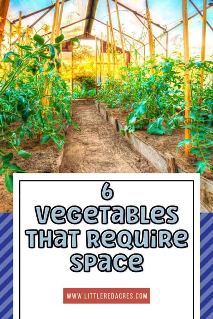 inside of greenhouse with 6 Vegetables That Require Space text overlay