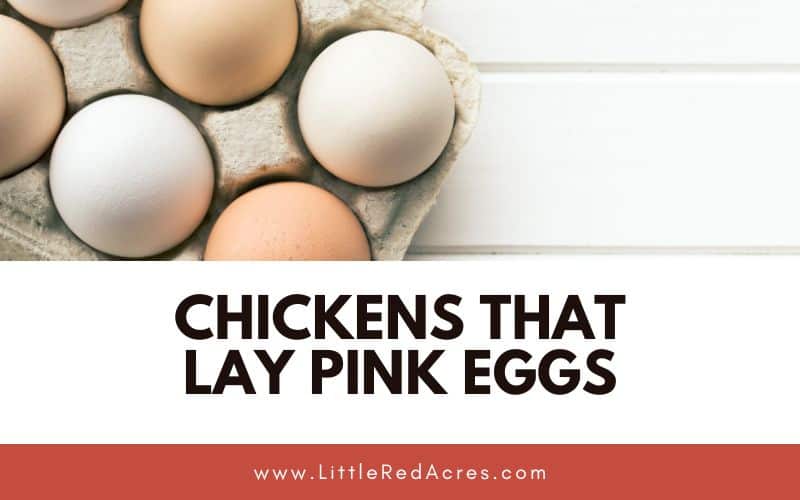 eggs with Chickens that Lay Pink Eggs cover image text overlay