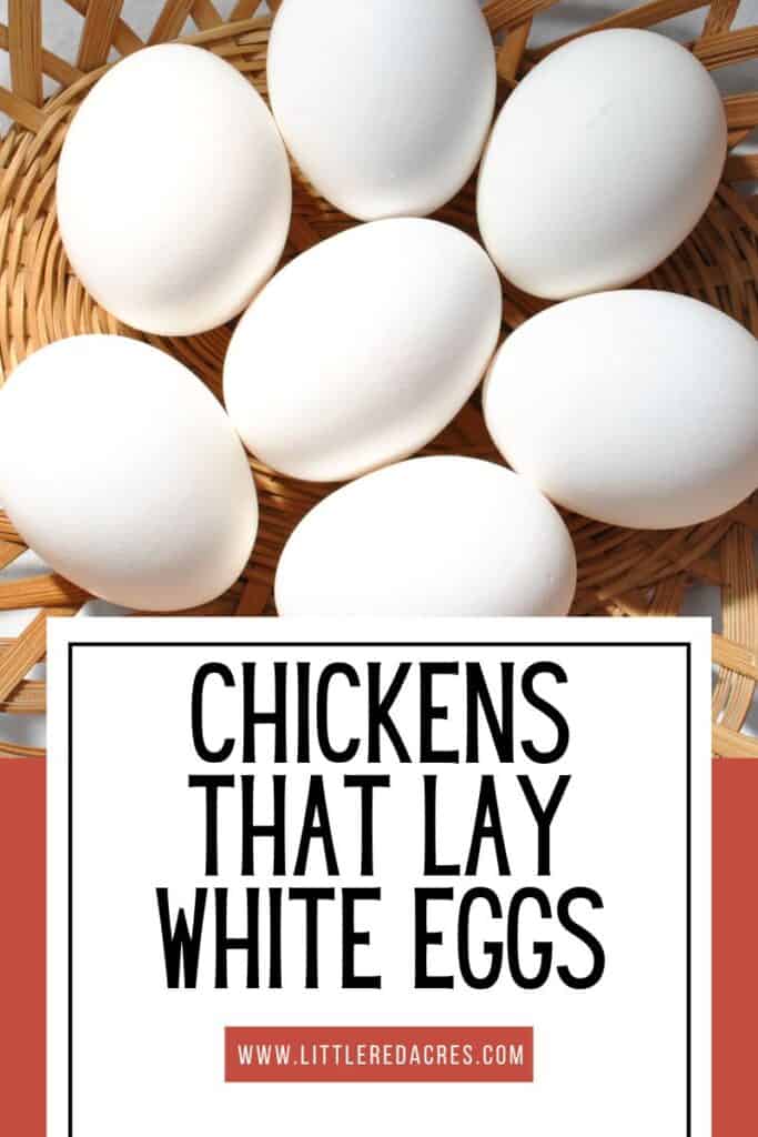 white eggs in basket with Chickens that Lay White Eggs text overlay