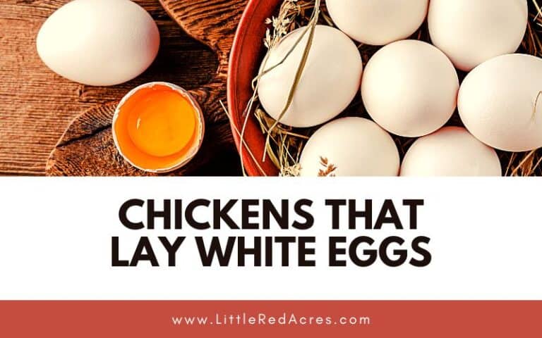 Chickens that Lay White Eggs