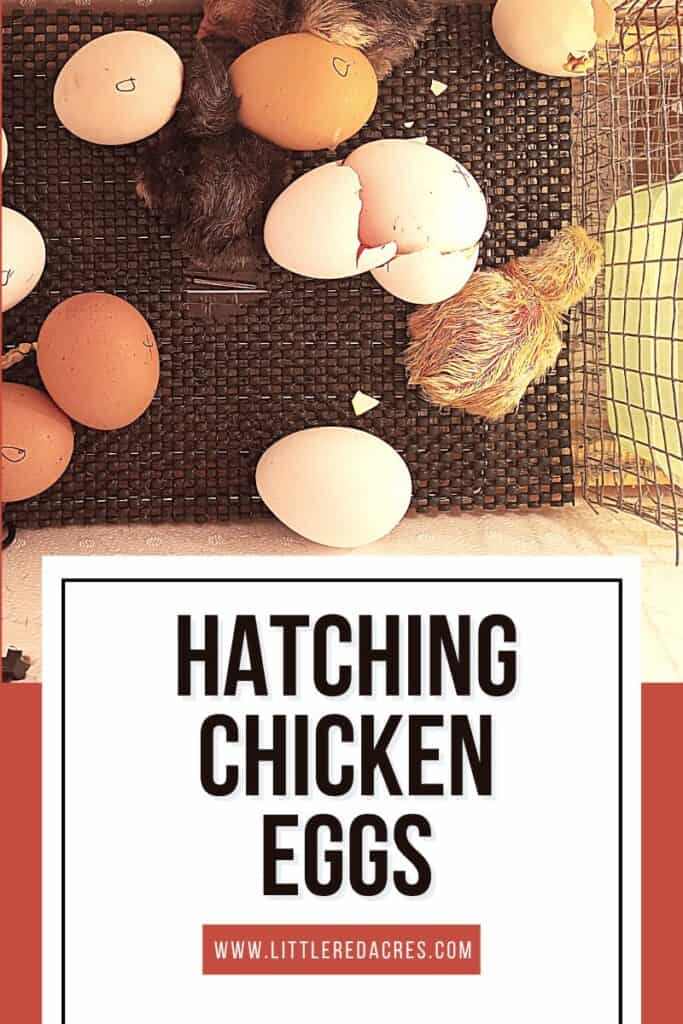 chicks hatching in incubator with Hatching Chicken Eggs text overlay