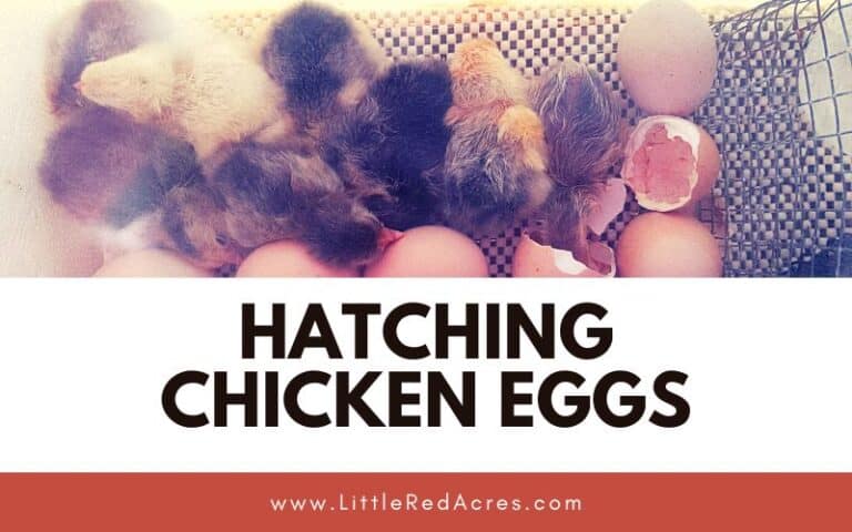 How to on Hatching Chicken Eggs