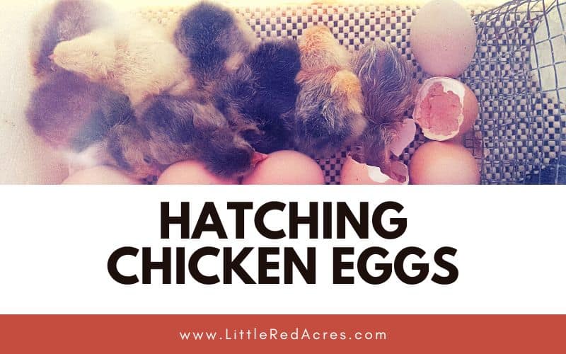 chicks hatching in incubator with Hatching Chicken Eggs text overlay