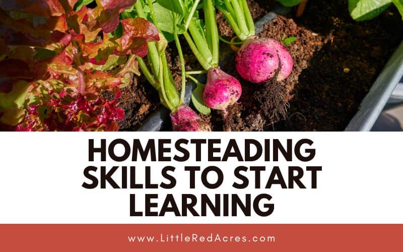 garden harvest with Homesteading Skills to Start Learning text overlay