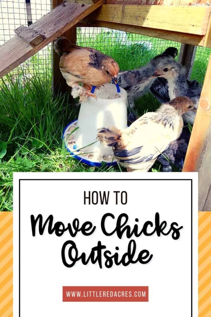 chicks in grow out cage with How to Move Chicks Outside text overlay