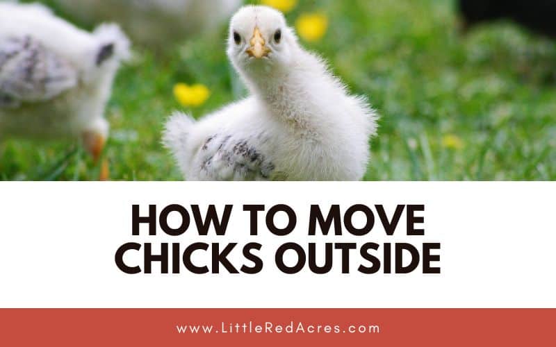 chicks outside with How to Move Chicks Outside text overlay