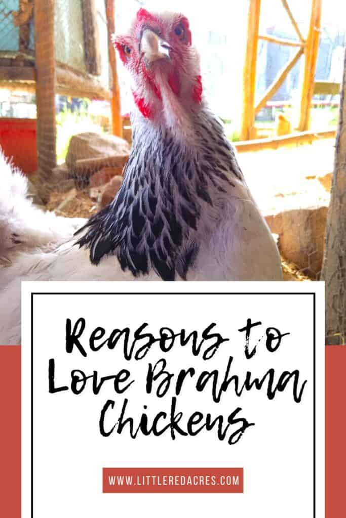 bantam brahma hen and rooster with Reasons to Love Brahma Chickens text overlay