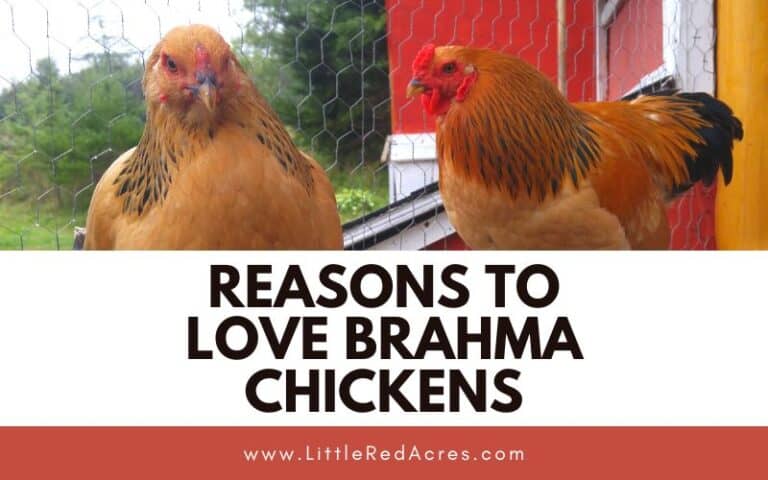 Reasons to Love Brahma Chickens