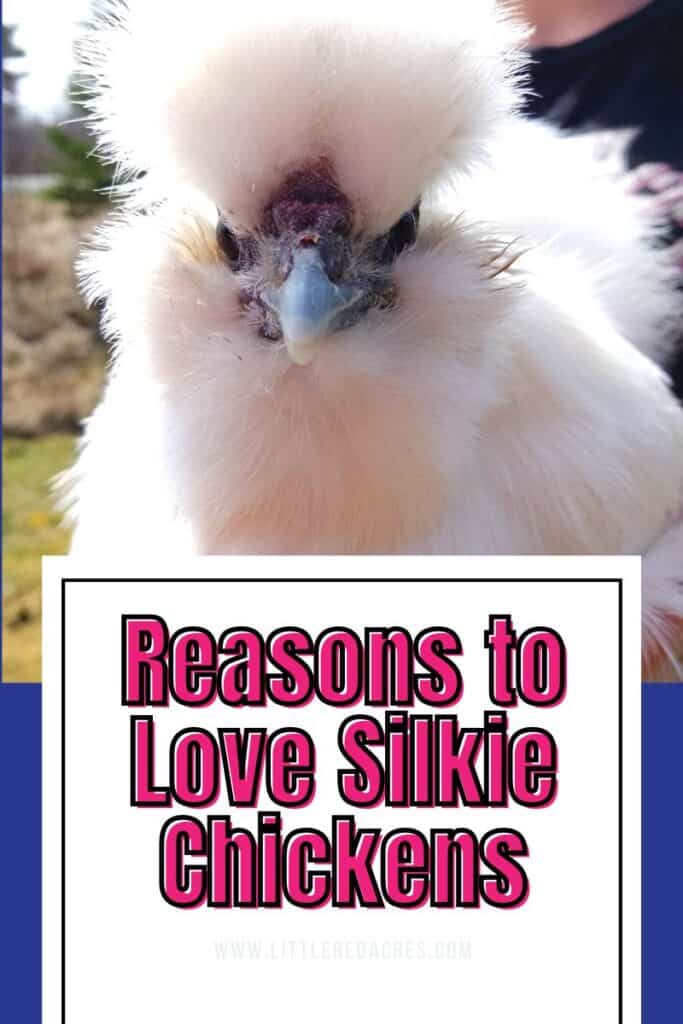 white silkie chicken with Reasons to Love Silkie Chickens text overlay