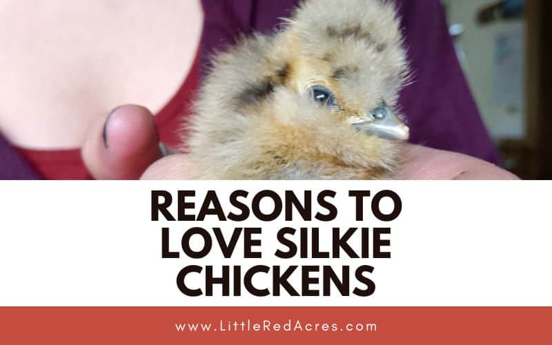 silkie chick with Reasons to Love Silkie Chickens text overlay