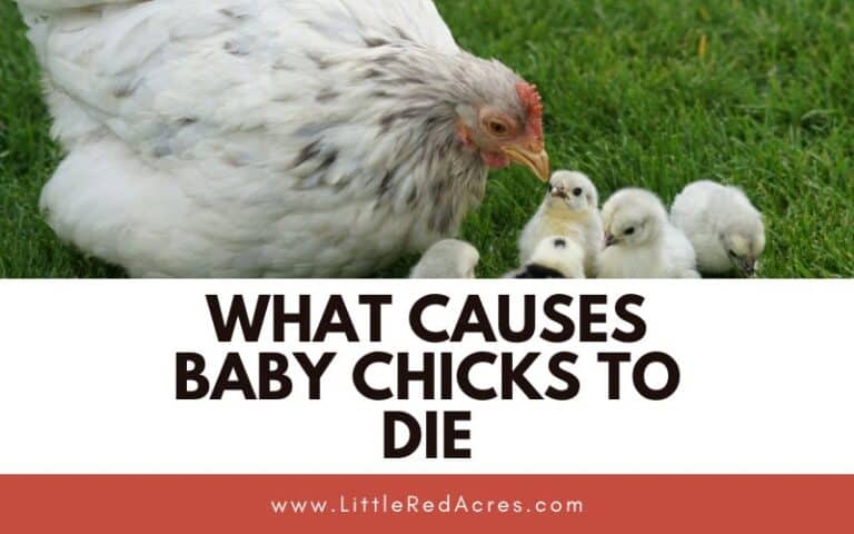 What Causes Baby Chicks to Die