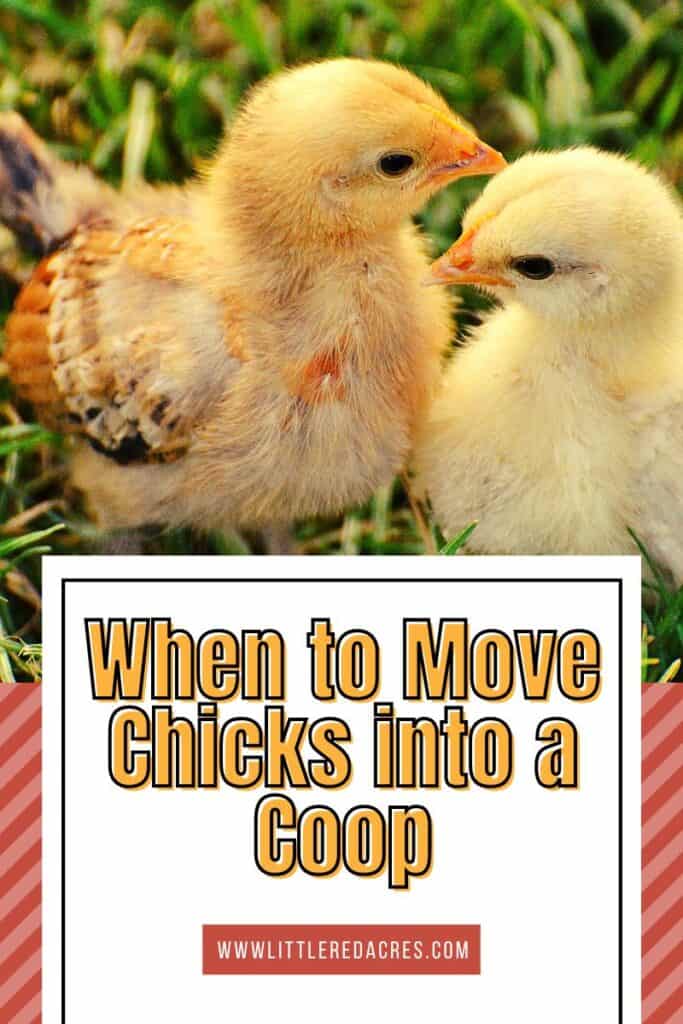chicks outside in grass with When to Move Chicks into a Coop text overlay