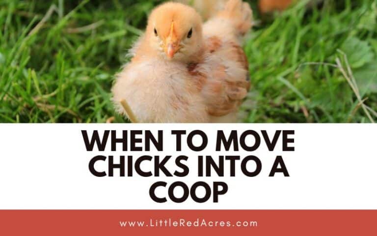 When to Move Chicks into a Coop