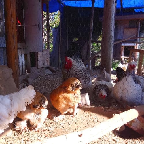bantam brahma hens standing in front of standard brahma chickens