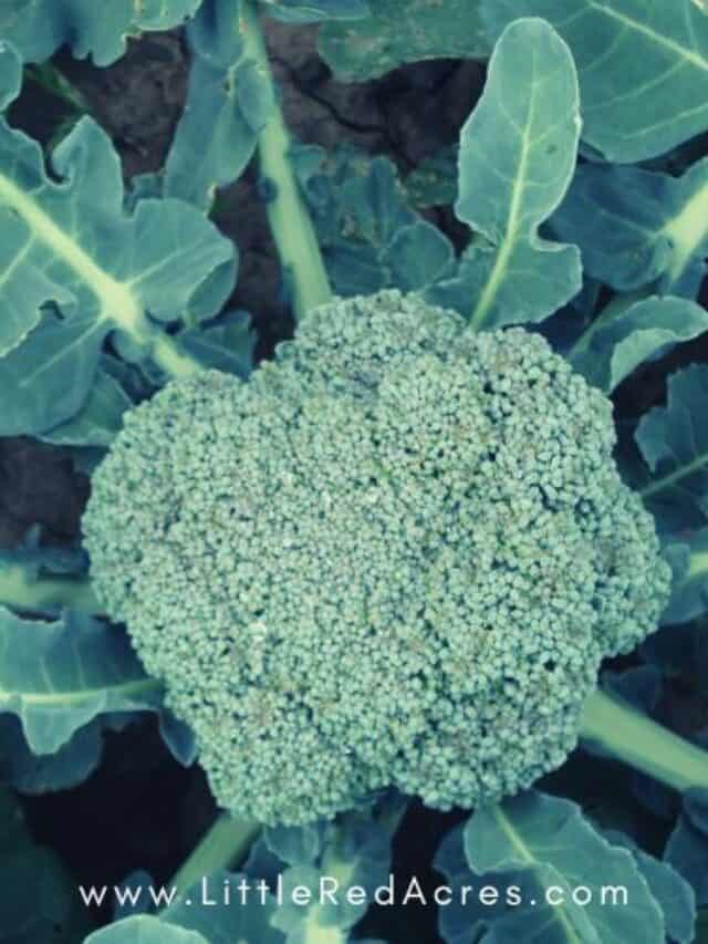 broccoli plant