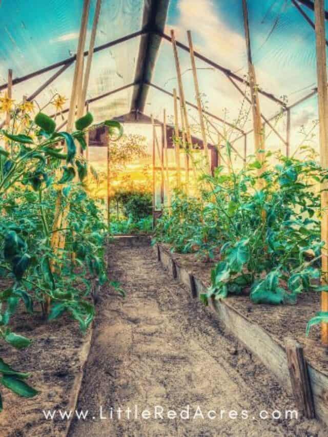 tomatoes in greenhouse