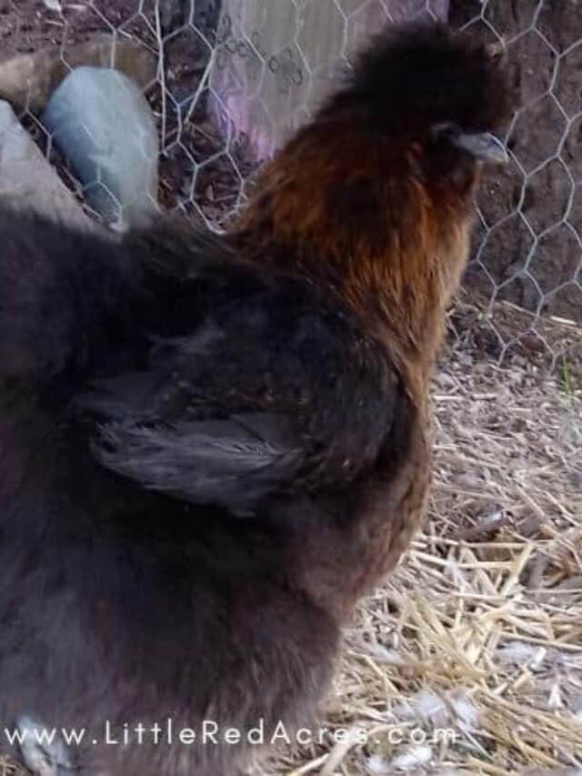 black silkie chicken