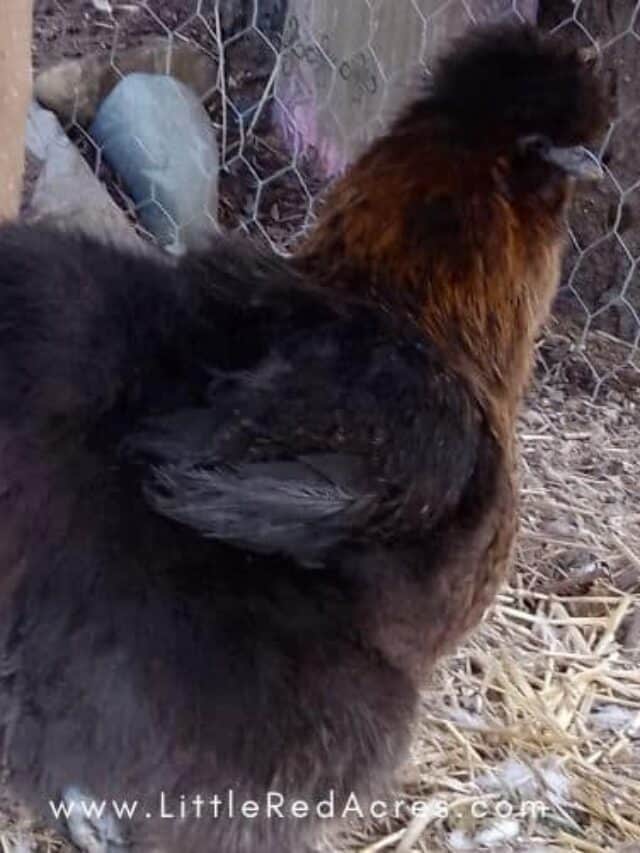black silkie chicken