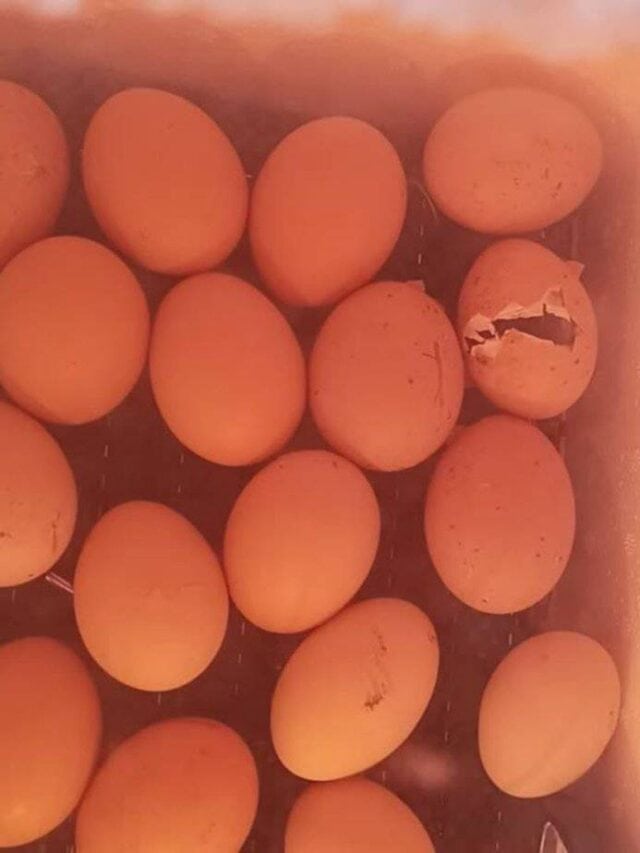hatching egg - incubating eggs