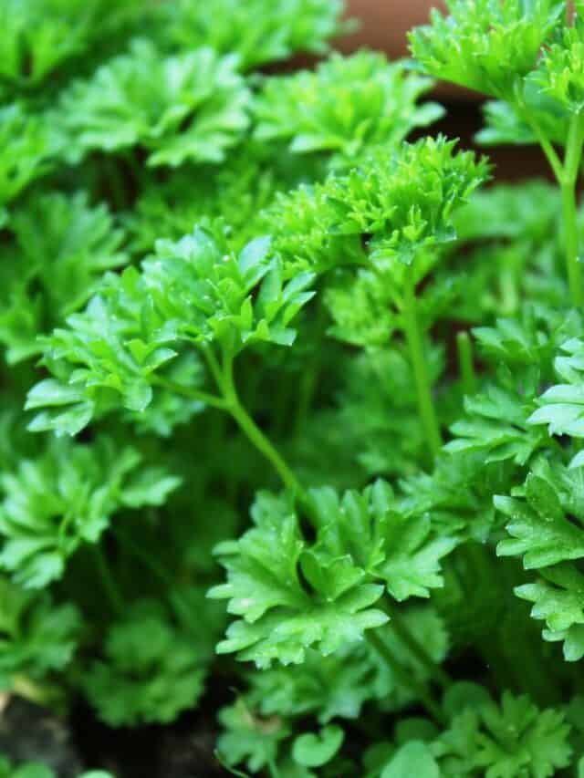 parsley herb