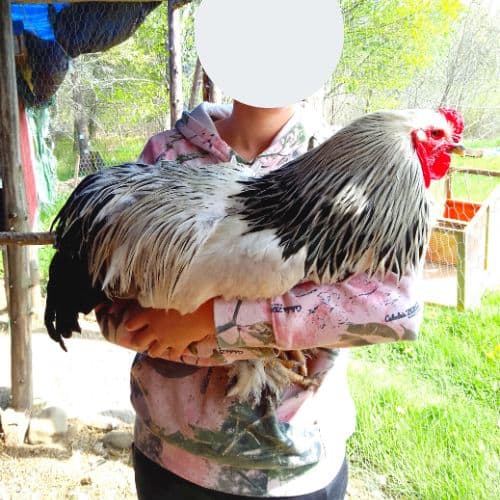 light standard brahma rooster being held by woman