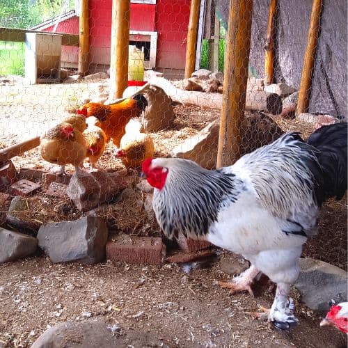 Light standard brahma rooster standing in front of bantam chickens