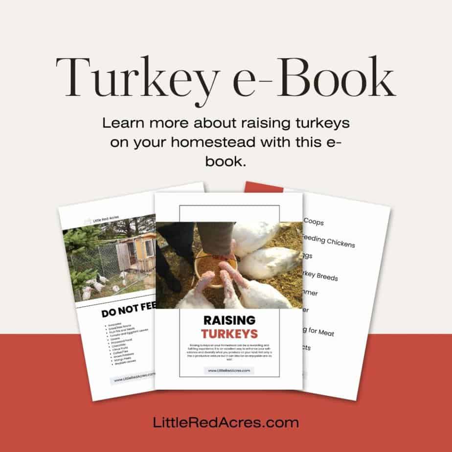 raising turkeys ebook