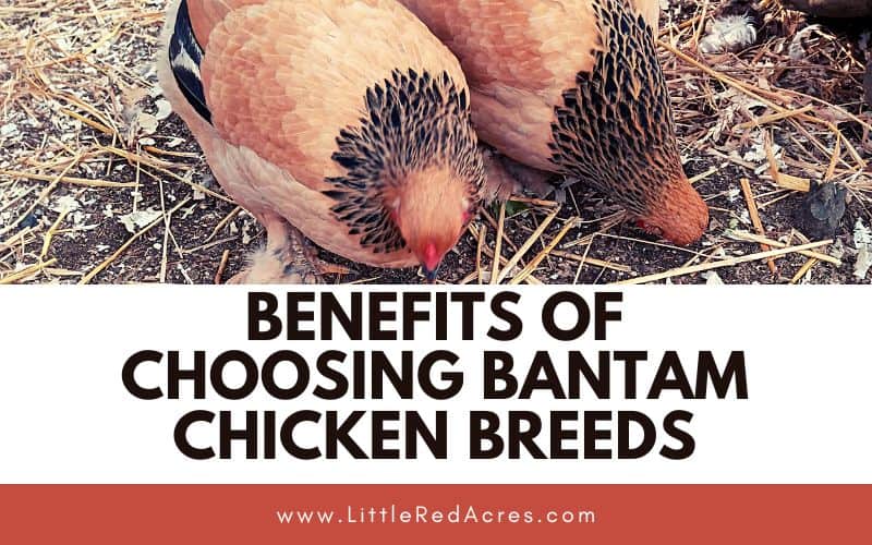 two bantam brahma hens with Benefits of Choosing Bantam Chicken Breeds text overlay