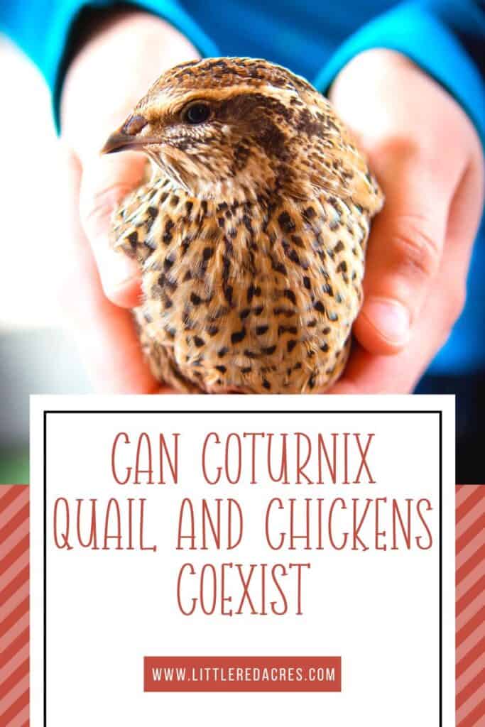 holding a quail with Can Coturnix Quail and Chickens Coexist text overlay