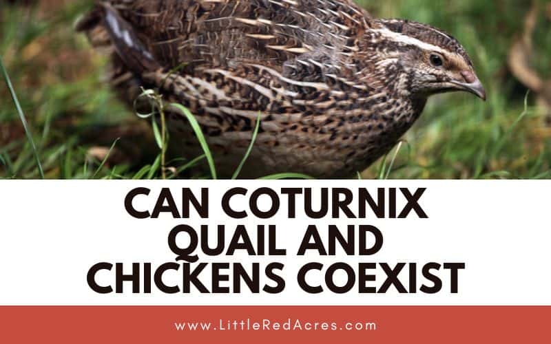quail in grass with Can Coturnix Quail and Chickens Coexist text overlay