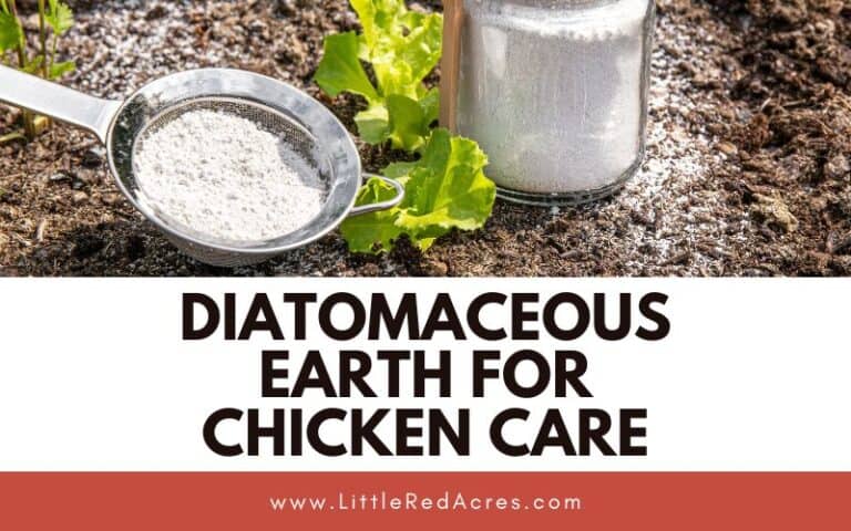 Diatomaceous Earth for Chicken Care