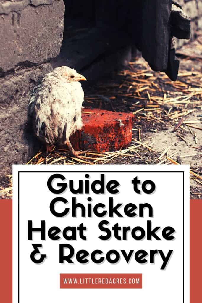 ill looking chicken with Guide to Chicken Heat Stroke & Recovery text overlay