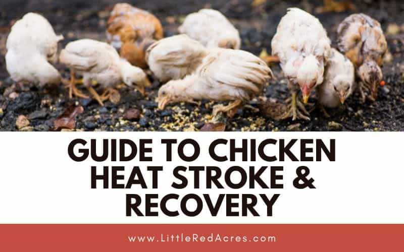 sick looking chickens with Guide to Chicken Heat Stroke & Recovery text overlay