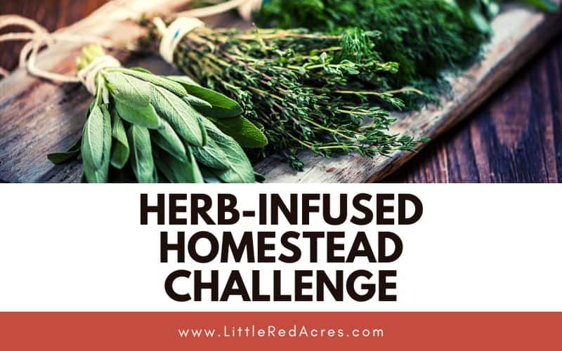 drying herbs with Herb-Infused Homestead Challenge text overlay